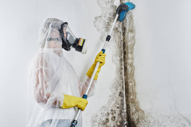 Best Toxic Mold Removal  in Conestee, SC